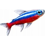 Gaby polštářek ryba Neonka obecná 53 cm – Hledejceny.cz