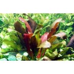 Echinodorus rose – Hledejceny.cz