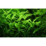 Hygrophila polysperma - Mokřanka mnohosemenná – HobbyKompas.cz