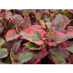 Houttuynia cordata Chameleon - Touleň srdčitá – Hledejceny.cz