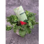 Pelargonium graveolens meloun – Zboží Dáma