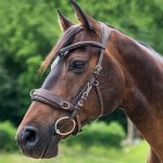 Waldhausen Obnosek lonžovací Anatomic hnědý – Zbozi.Blesk.cz