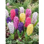 Mix hyacintů 20 ks Velikost cibulí: 16/17 – Zboží Dáma