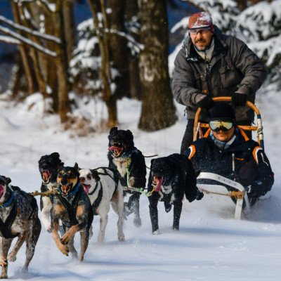 Mushing: Jízda na psím spřežení – Hledejceny.cz