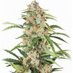 Nirvana Orange Bud AUTO semena neobsahují THC 5 ks – Sleviste.cz