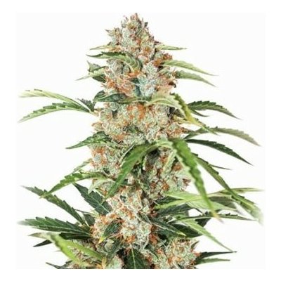 Nirvana Orange Bud AUTO semena neobsahují THC 5 ks – Sleviste.cz