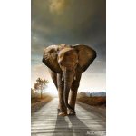 Fotozáclony slon 140x245cm FCS L 7507 – Hledejceny.cz