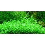 Glossostigma elatinoides - Glosostigma úporovitá – Zbozi.Blesk.cz