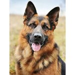 Norimpex Diamantový obrázek malování 30 x 40 cm Německý ovčák – Sleviste.cz