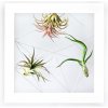 Obraz Gardners Obraz z živých rostlin Jogín 3 tillandsie, 22x22cm, bílá