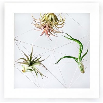 Gardners Obraz z živých rostlin Jogín 3 tillandsie, 22x22cm, bílá – Zboží Mobilmania