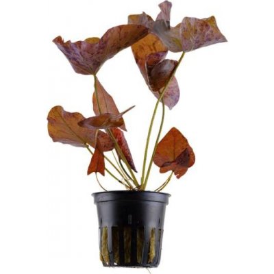 Nymphaea lotus – Hledejceny.cz