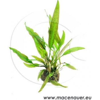 Cryptocoryne usteriana - Kryptokoryna kalatkolistá