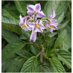 Pepino gold - Solanum muricatum - semena pepina - 5 ks – Hledejceny.cz