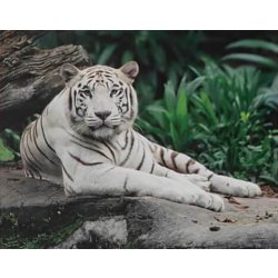 GRAFIX Malování podle čísel Bílý tygr