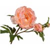 Květina Pivoňka - Paeonia oranžová V74 cm