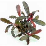 Bucephalandra sp. Red Scorpio – Hledejceny.cz