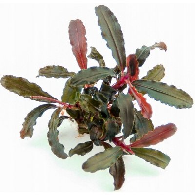 Bucephalandra sp. Red Scorpio – Hledejceny.cz