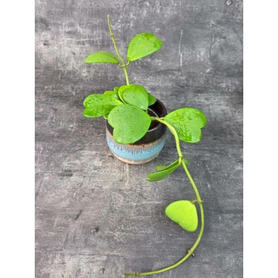 Hoya Kerrii zelená 12 cm (Raritní rostlina) – Sleviste.cz