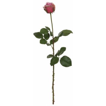SHISHI Tmavá růže 66 cm