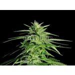 WEBLUX 36911963 Fototapeta papír Potent Medical Marijuana Plant Silná lékařská marihuana rostlina rozměry 360 x 266 cm