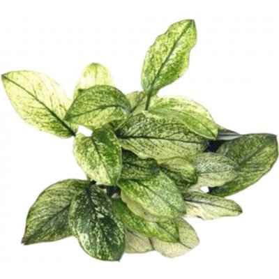 Anubias Nana Pinto 5,5 cm – Zboží Mobilmania