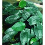 Anubias barteri caladiifolia – Zboží Dáma