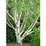 Betula utilis jacquemontii Prodejní velikost: 150/200, Velikost hrnku: 7,5 l – Zbozi.Blesk.cz
