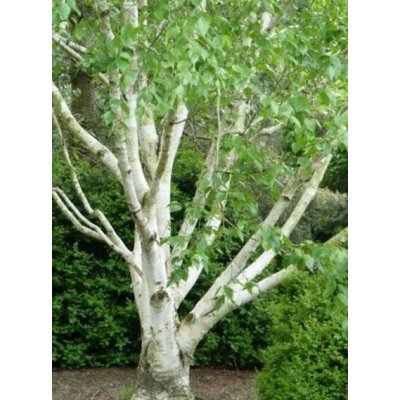 Betula utilis jacquemontii Prodejní velikost: 150/200, Velikost hrnku: 7,5 l – Zbozi.Blesk.cz