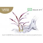 Cryptocoryne spiralis Red – Zboží Dáma