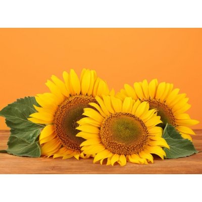 WEBLUX 45286200 Fototapeta plátno sunflowers on yellow background slunečnice na žlutém pozadí rozměry 240 x 174 cm – Zboží Mobilmania