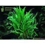 Cryptocoryne wendtii Green – Zboží Dáma