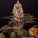 Blueberry OG Barney's Farm semena neobsahují THC 5 ks – Zboží Mobilmania