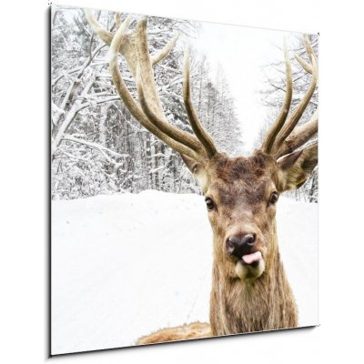 Skleněný obraz 1D - 50 x 50 cm - Deer with beautiful big horns on a winter country road Jelen s krásnými velkými rohy na zimní venkovské cestě