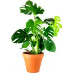 Gardners Monstera deliciosa, průměr 17 cm Monstera skvostná – Zbozi.Blesk.cz