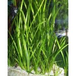 Vallisneria spiralis - Zákruticha šroubovitá – Hledejceny.cz