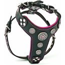 Bestia Collars Postroj pro psa Bestia Collar Bijou