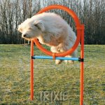Trixie Agility proskakovací kruh / 78 x 115 cm – Zbozi.Blesk.cz
