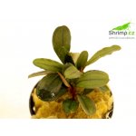 Bucephalandra catherine – Zboží Mobilmania