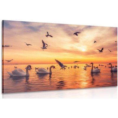 Obraz labutě na moři - 120x80 cm – Zboží Mobilmania