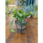 Epiphyllum Anguliger mini – Zboží Dáma