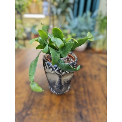 Epiphyllum Anguliger mini – Zboží Dáma