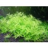 Akvarijní rostlina I--Z Limnophila sp. Mini Vietnam