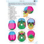 Memorix anatomie - 6. české vydání – Zboží Dáma Memorix anatomie - 6. české vydání – Zboží Dáma