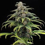 Kannabia Seeds CBG AUTO semena neobsahují THC 1 ks – Hledejceny.cz