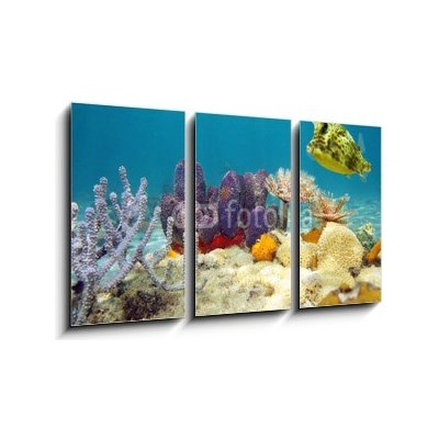 Obraz 3D třídílný - 90 x 50 cm - Colorful underwater marine life seabed Barevné podvodní mořské dno mořského života – Zboží Mobilmania