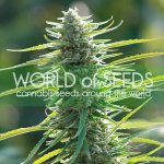 World of Seeds Colombian Gold semena neobsahují THC 3 ks – Zboží Mobilmania