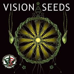 Vision Seeds Blueberry Bliss semena neobsahují THC 3 ks