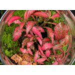 Fittonia Forest Flame – Sleviste.cz