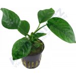 Anubias barteri caladiifolia – Zboží Dáma